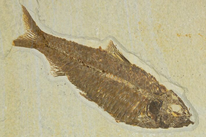 Detailed Fossil Fish (Knightia) - Wyoming #320370